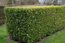 Hedge Plants: The Natural Architects of Landscaping