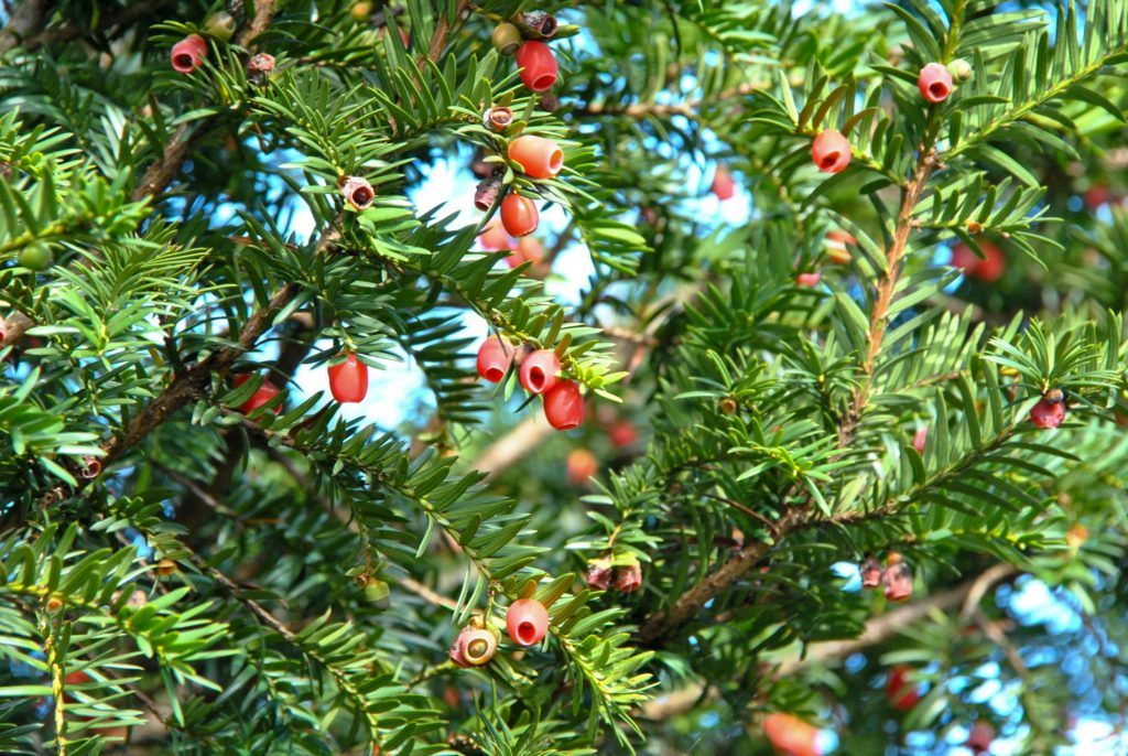 Taxus Baccata: An Evergreen Marvel